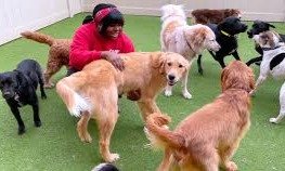 Camp Bow Wow: Everything You Need to Know About the Leading Dog Care Franchise