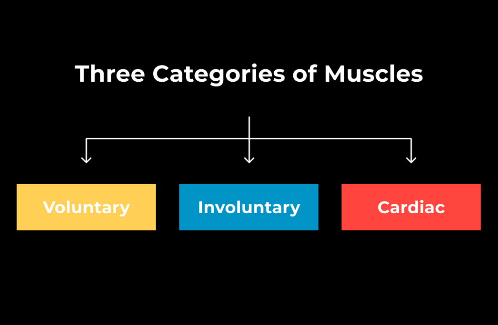 Important Factors For Muscle Growth